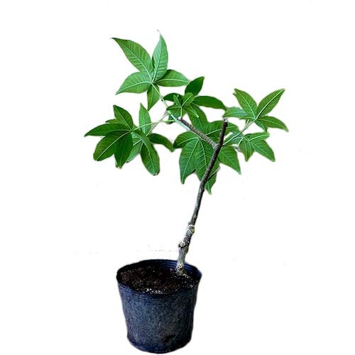 Amazon.co.jp: ホワイトサポテ苗 スマザーズ種 接木苗 : DIY・工具